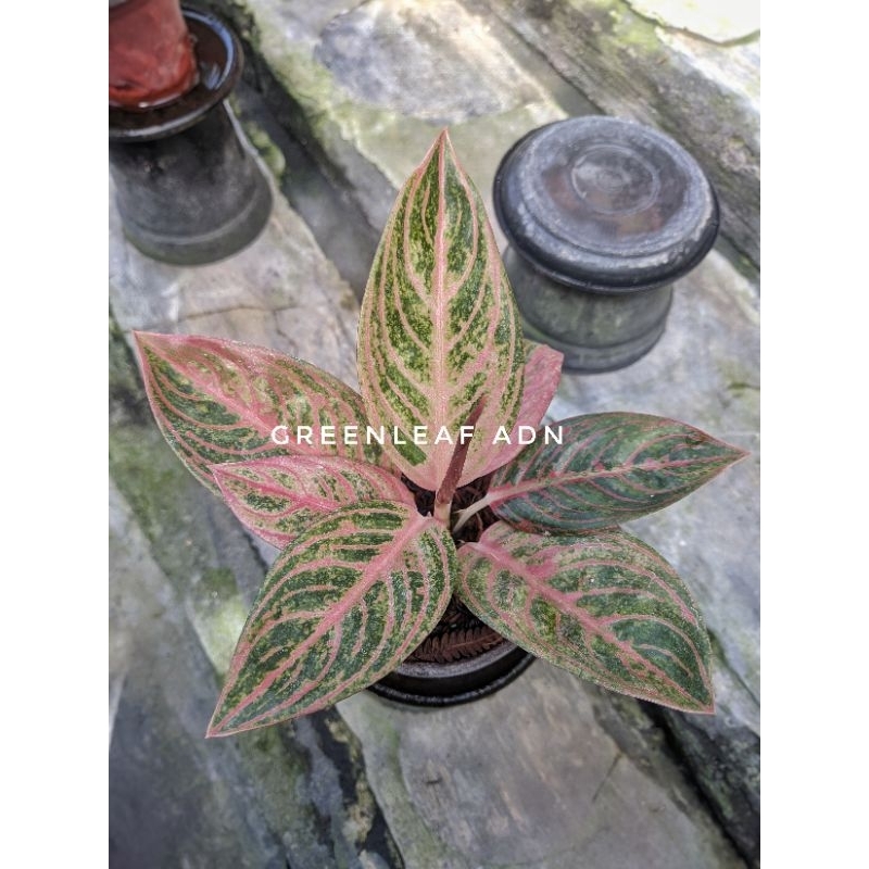 Tanaman Hias Aglonema Maeswara | Real Pict