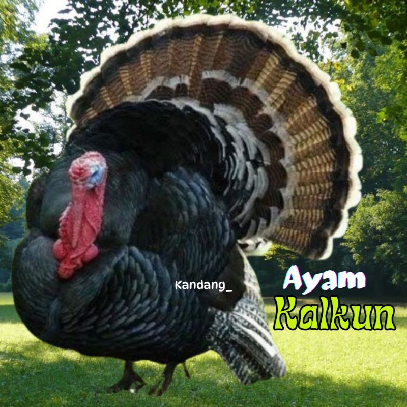 

telur ayam kalkun untuk ditetaskan