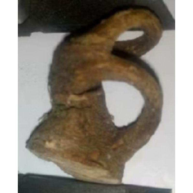 akar mimang unik asli alami