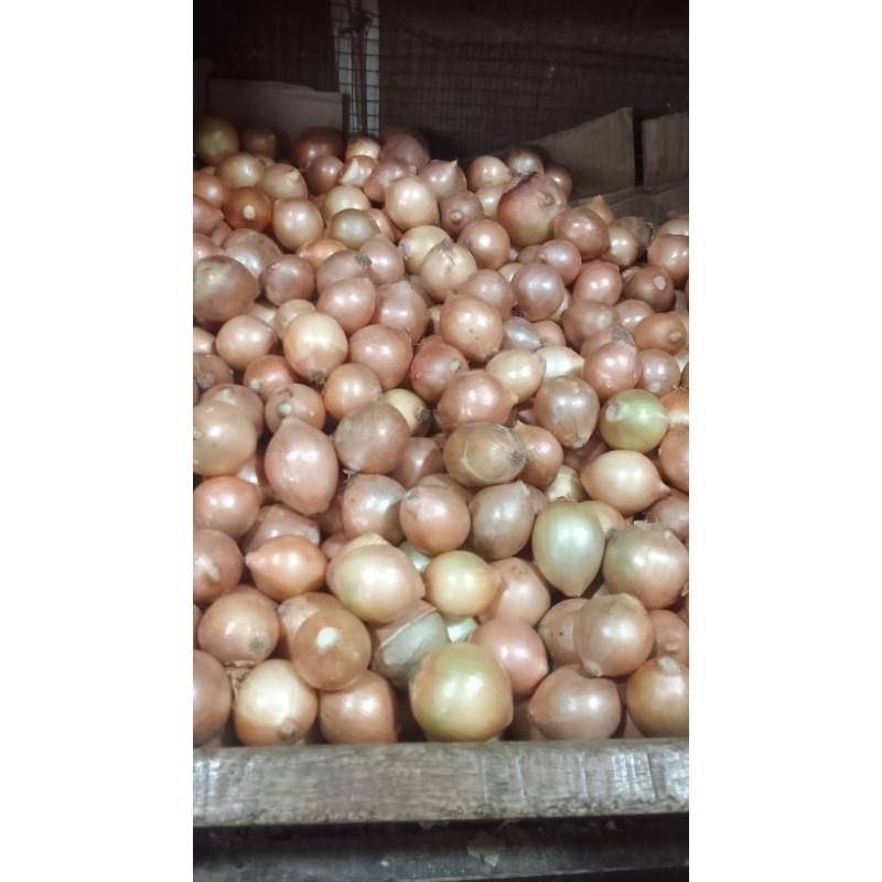 

Bawang Bombay 500 gr