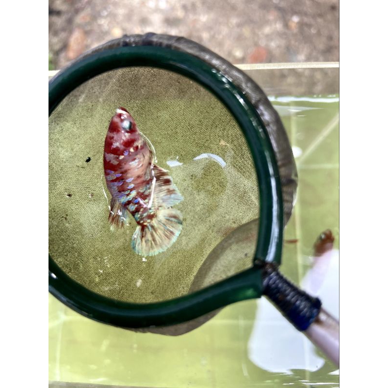 ikan cupang red barongsai female(betina)