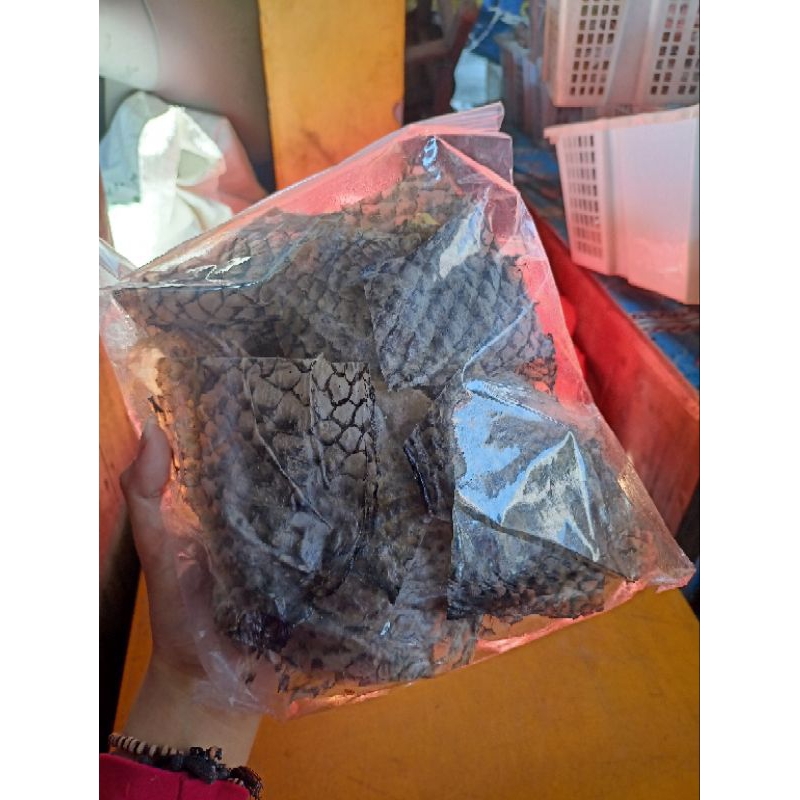 

WBS Kerupuk Kulit Ikan Kakap Sudah Potongan
