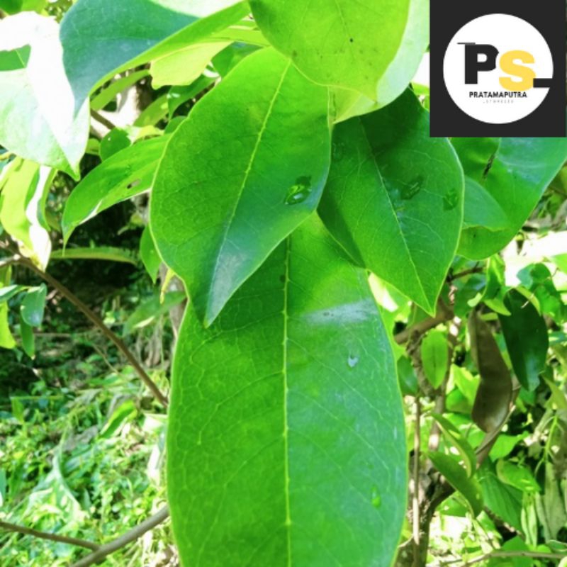 

DAUN SIRSAK SEGAR OBAT HERBAL 50 LEMBAR| Di petik saat dipesan