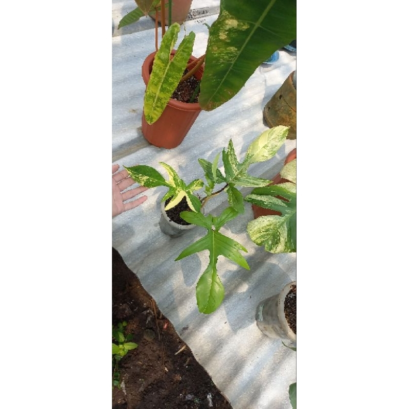 philodendron florida beauty varigata