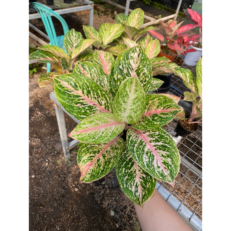 Aglaonema Bidadari Jumbo