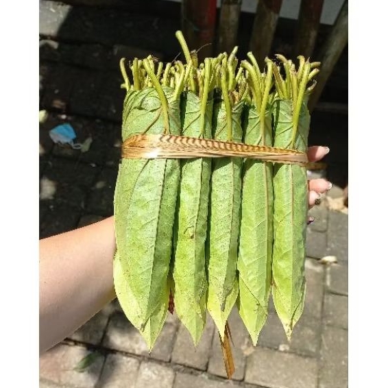 

sirih enak medan karo asli