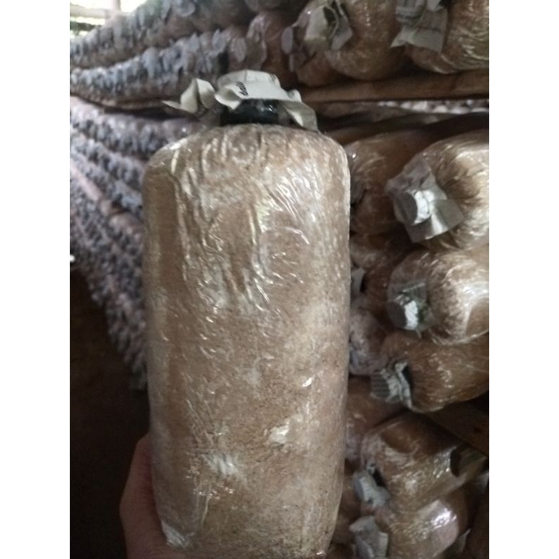 baglog jamur tiram coklat