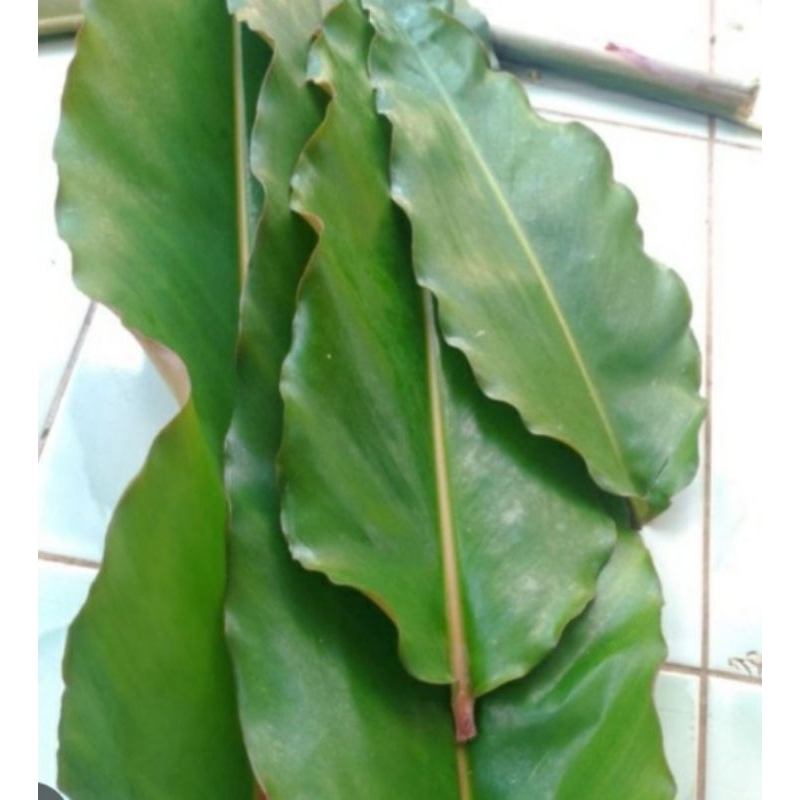 

Daun honje atau kecombrang segar obat kulit 1kg