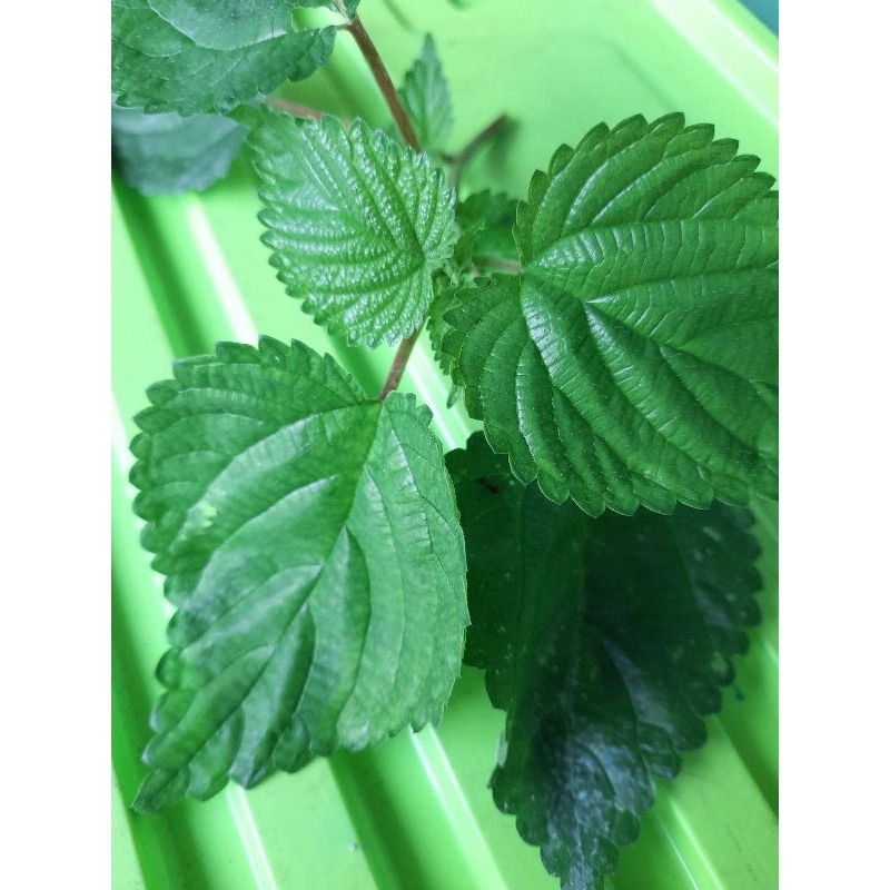 

Jual daun pulus ayam atau jelatang daun gatal segar 500 gram