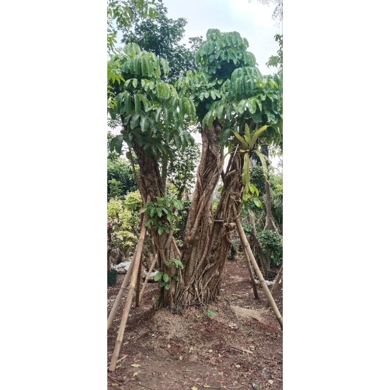 pohon wali Songo besar