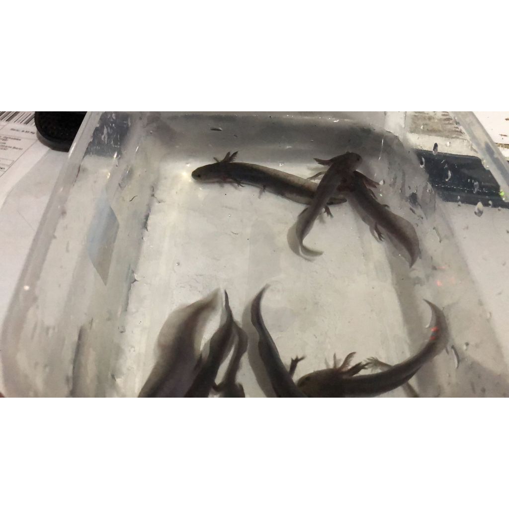 AXOLOTL MELANOID SALAMANDER AXOLOTL BERBAGAI UKURAN
