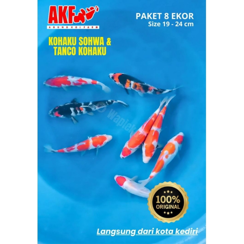 Ikan Koi Kohaku Showa Tanco 8 Ekor Size 19-24 cm | Langsung dari Argo Koi Farm (AKF) Kediri | Koi Hi
