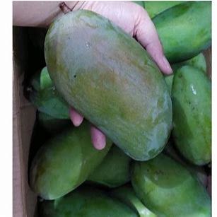 

Mangga Kiojay 1 Buah