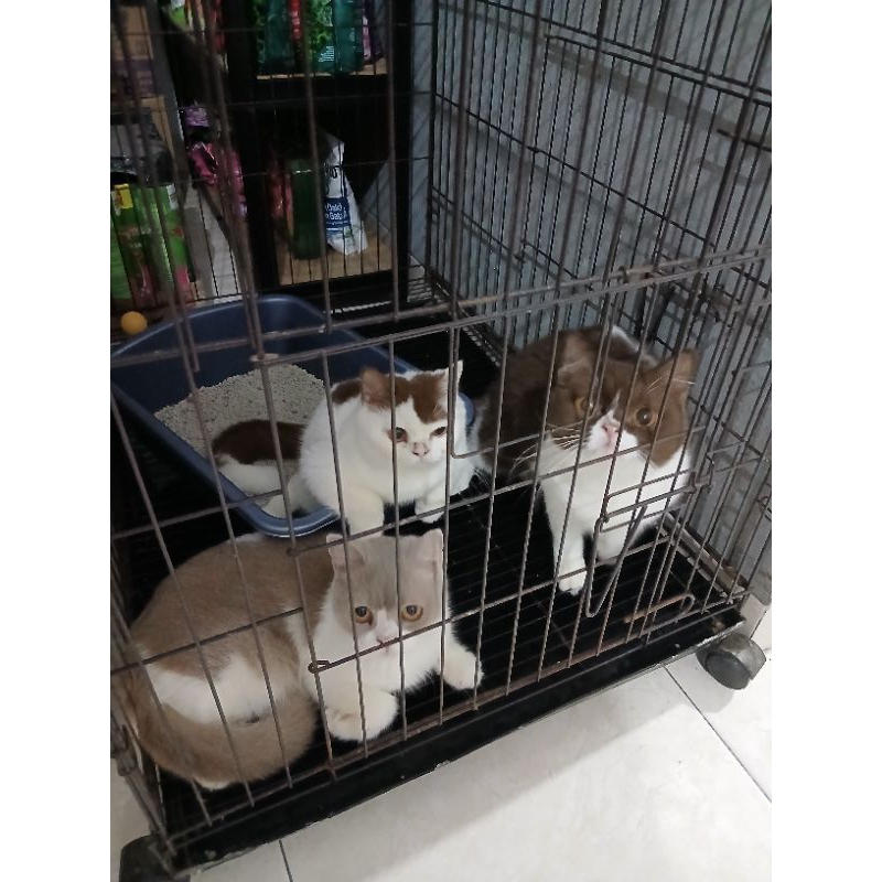 BSH kitten