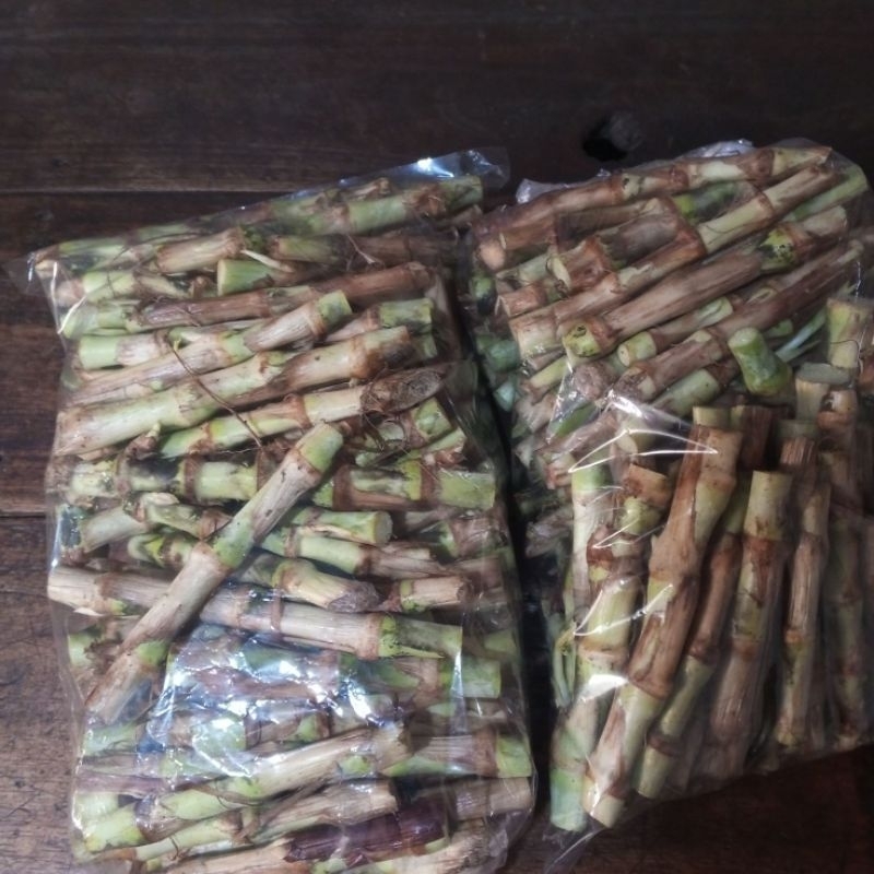 Bibit Rumput Gajah Odot