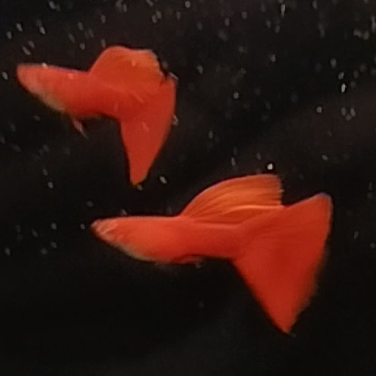 

stiker unik Albino Full Red Big Dorsal ( AFR BDS ) Berkualitas