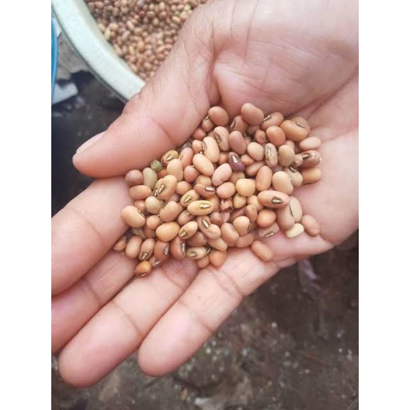 

kacang beras/kacang Otok lokal