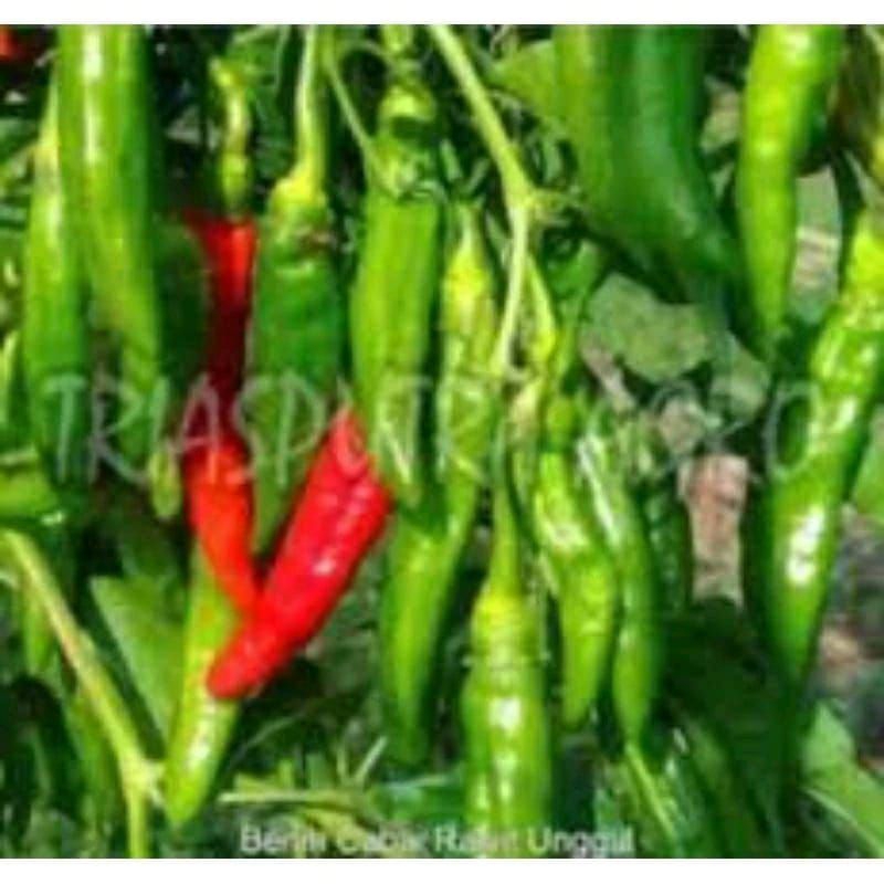 50 biji - Benih Cabe Rawit Hijau Lojana / Bibit cabe Rawit Hijau Lojana