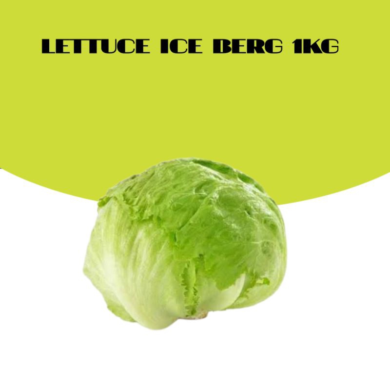 

LETTUCE ICE BERG 500GR DAN 1KG