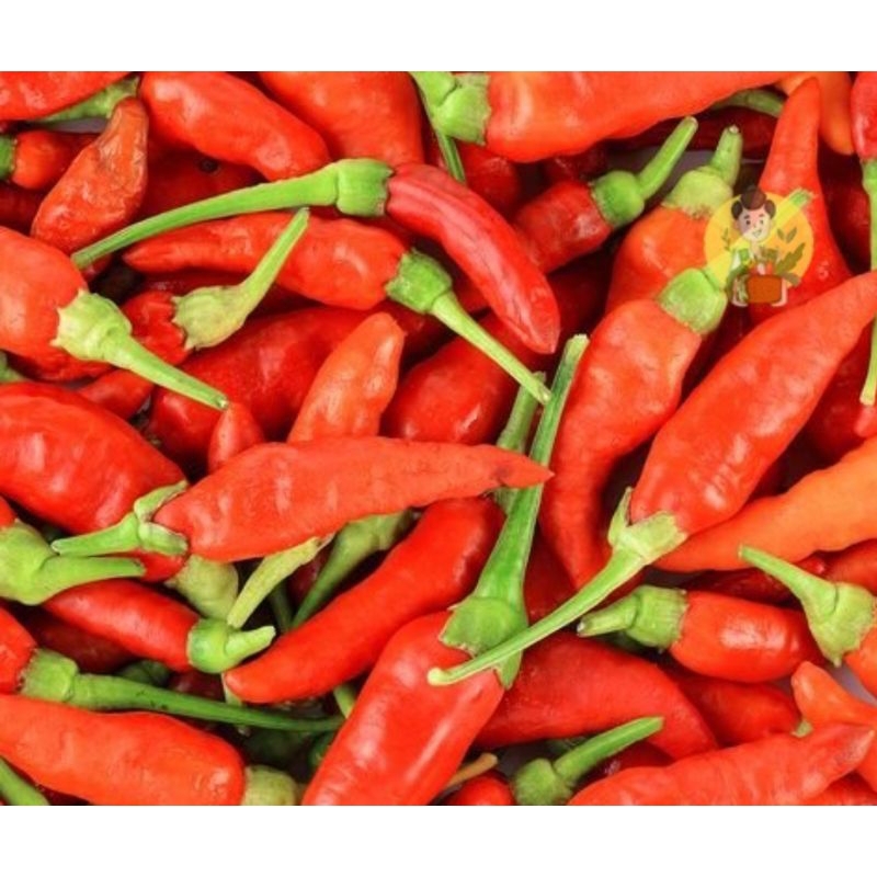 

rawit merah ORI full segar bagus fress 1kg