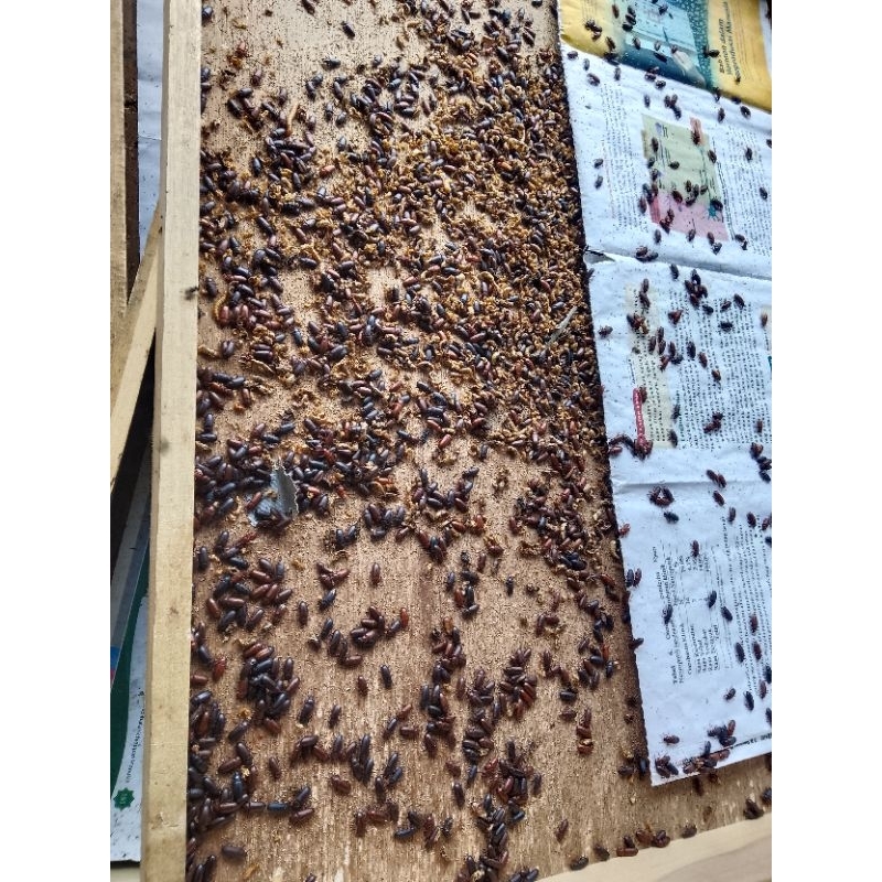 KUMBANG ULAT HONGKONG/ KEPIK SIAP TANAM