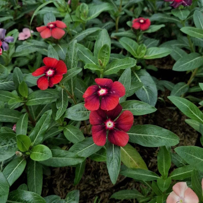 Plant/tanaman-bunga-(bukan biji) VINCA Periwinkle(Tapak dara) EXOTIC OREN IMPORT rimbun