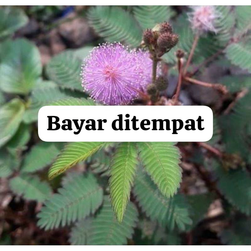 

Daun Putri Malu Segar 100gram