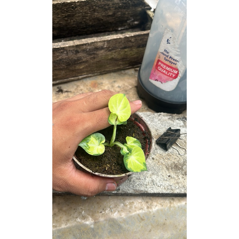 Tanaman Caladium yellow butterfly