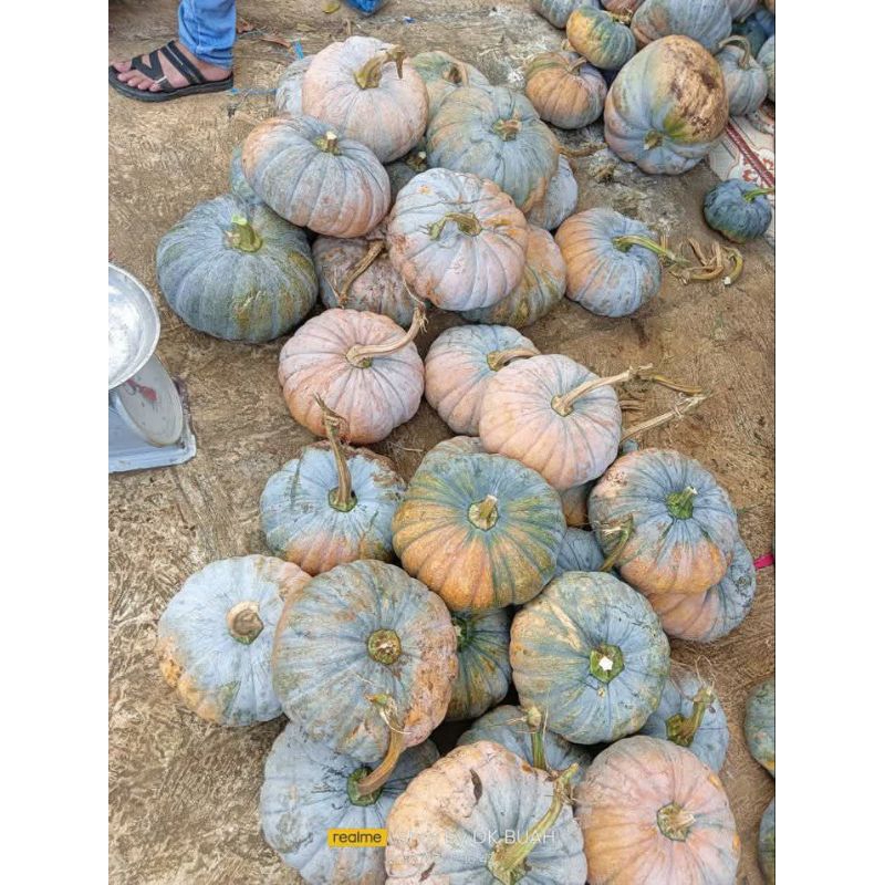

PROMO LABU KUNING BERAT 1,7KG - 2KG | WALUH KUNING | KOLAK LABU KUNING