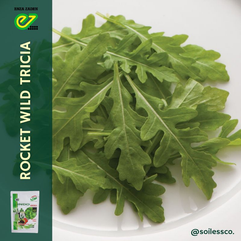 benih lettuce arugula rocket wild tricia indoseed