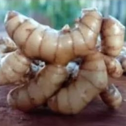 

Kunyit putih segar alami temu. putih asli fres 1000 gram