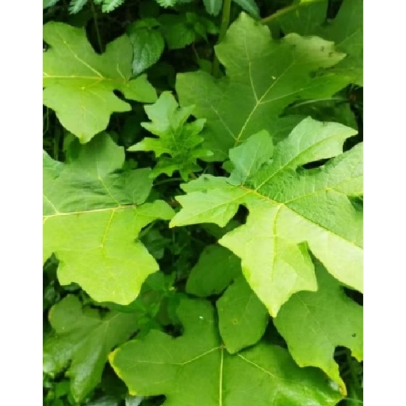 

DAUN CEPOKAK/TAKOKAK FRESH 500 GRAM OBAT HERBAL