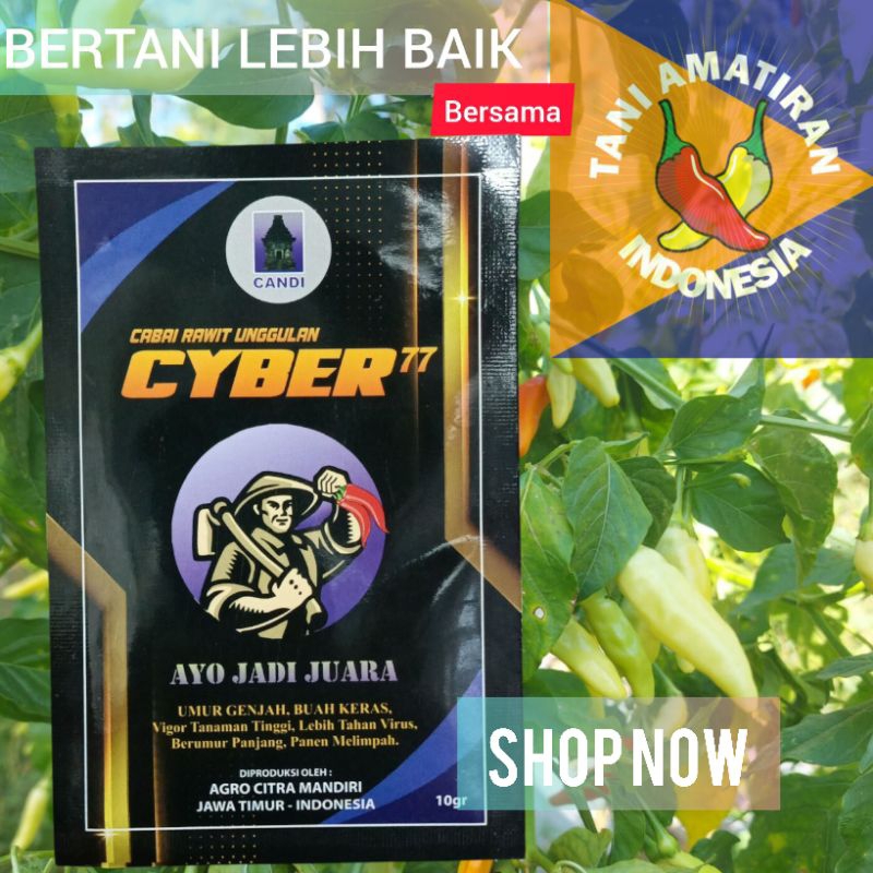 CYBER 77 Benih Cabe Tahan Virus Original