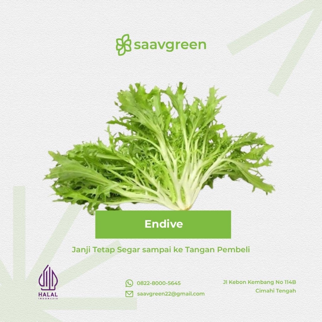 

Endive Lettuce Segar