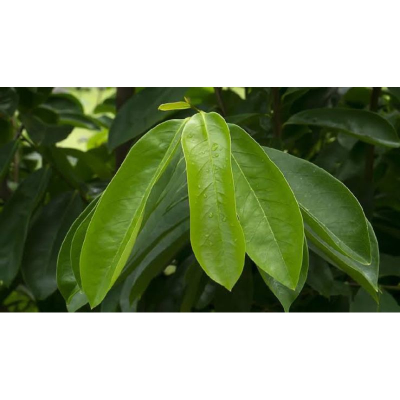 

daun sirsak 10 sate