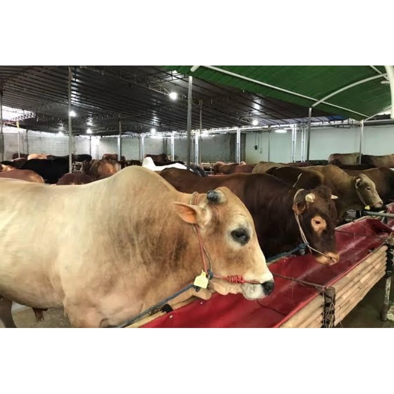 

hewan kurban idul adha