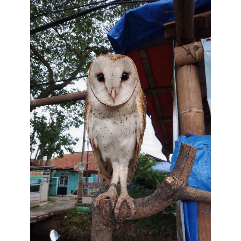 burung hantu Tyto alba