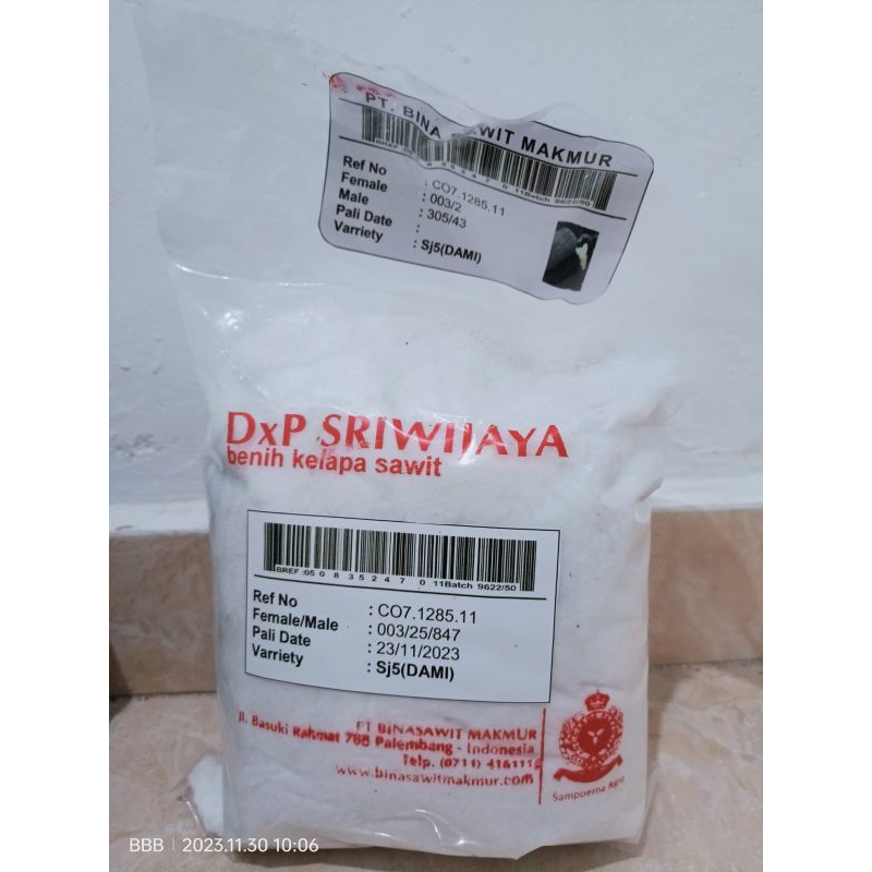 Tanaman bivit benih kelapa sawit Sriwijaya 5