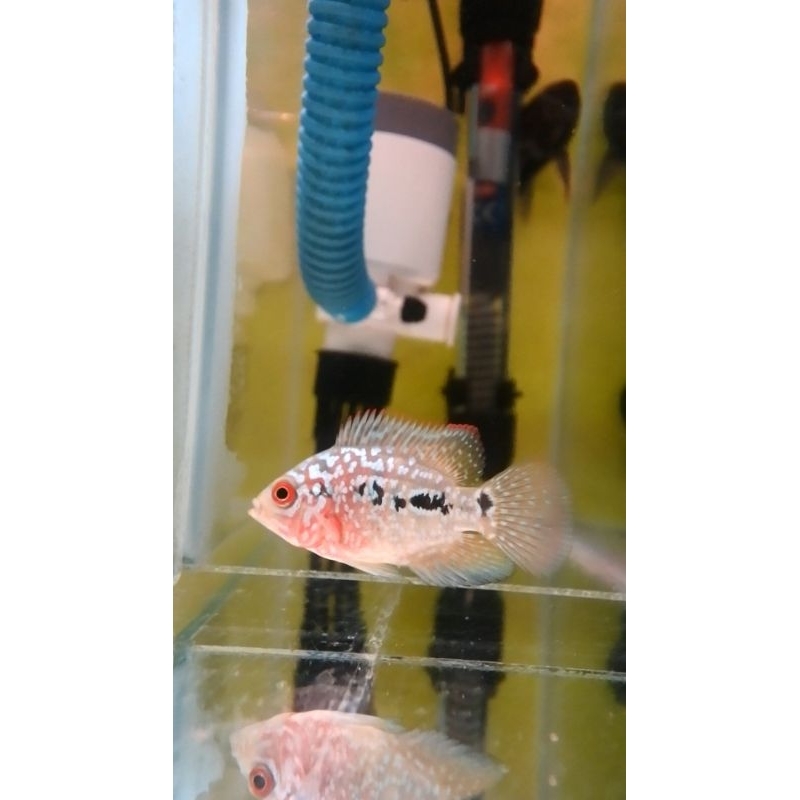 super red kamfa F2 VIP import -+3,5cm