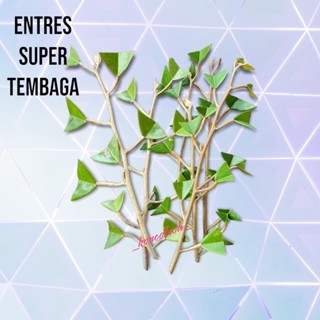 ENTRES DURIAN SUPER TEMBAGA UNGGUL DAN MURAH (5 PCS)