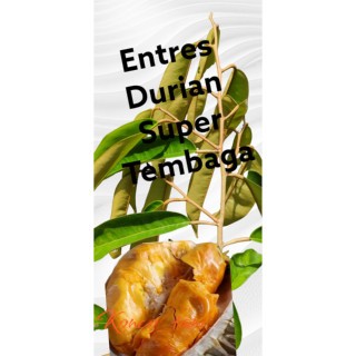 10 Pcs Entres Super Tembaga Durian Unggul Dan Super