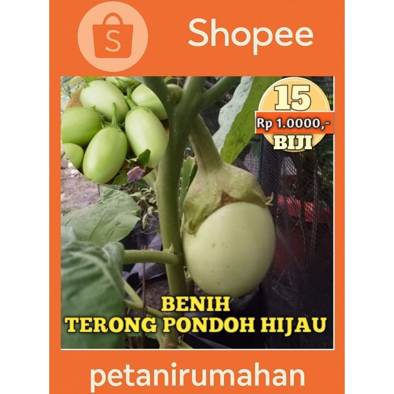 TR8 BIBIT BIJI BENIH TERONG PONDOH HIJAU AGRISA RONGGO MURAH SERIBUAN