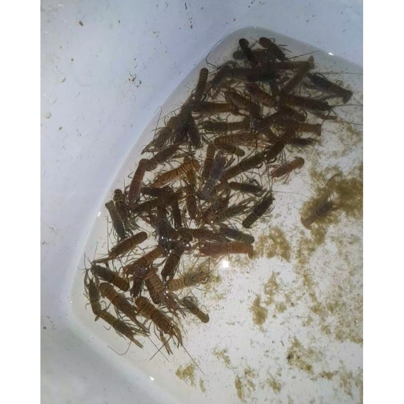 BENIH/BIBIT LOBSTER AIR TAWAR 10 PCS UKURAN 1-2 INC UP