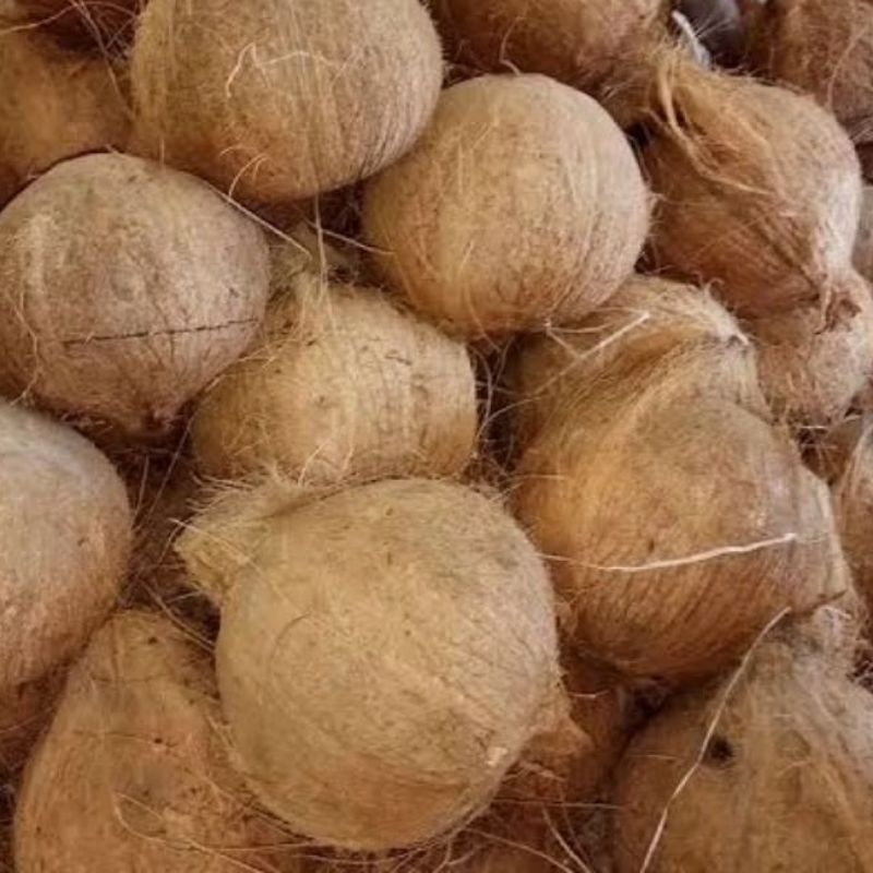 

1 Butir buah kelapa tua segar sudah di kupas,Bahan pembuatan santan.