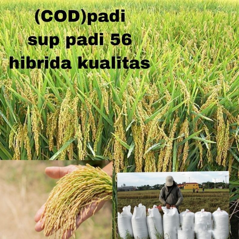 BENIH PADI SUP PADI 56 SUPER HIBRIDA 1KG