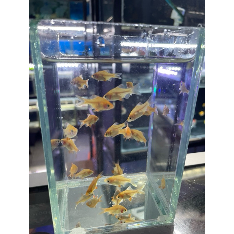 sumatra albino kecil