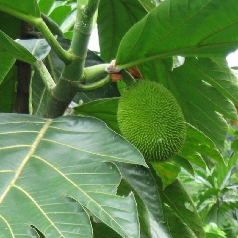 

daun klewih segar 1kg