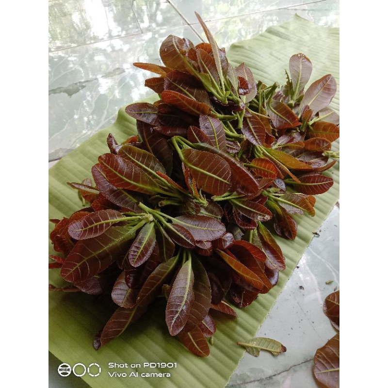 daun jambu mete segar dan muda dadakan metik 100gr