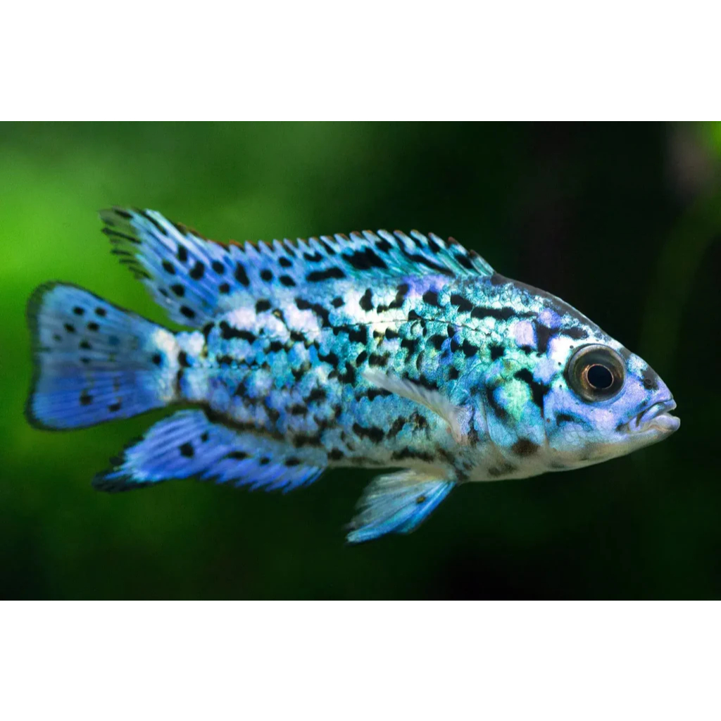 Ikan Hias Air Tawar Electric Blue Jack Dempsey EBJD size 2 inch