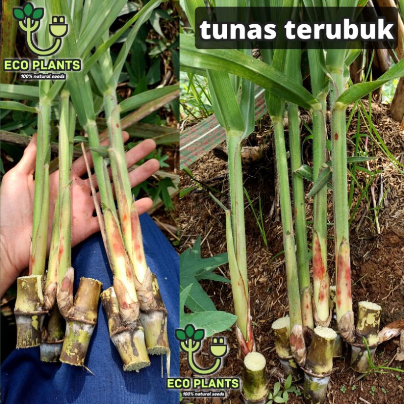 Bibit Tunas Terubuk / Tebu Telur / Tebu Sayur Bibit Siap Tanam